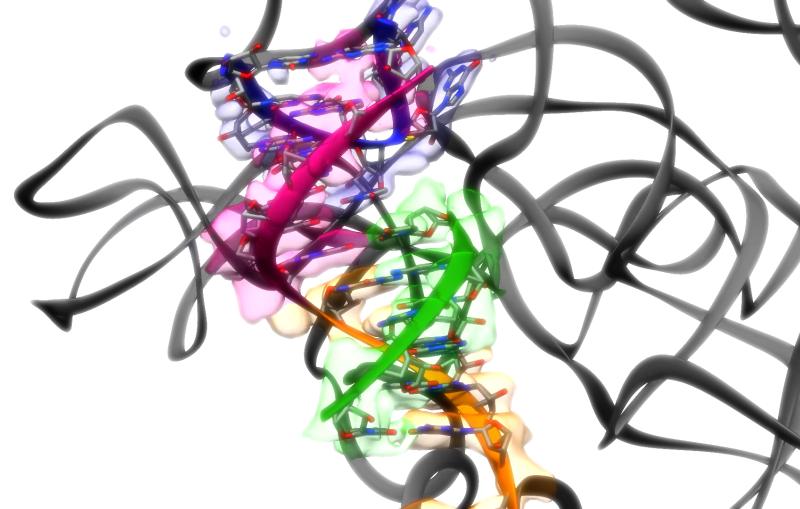 A high resolution 3D ribbon diagram showing the structure of part of an RNA molecule