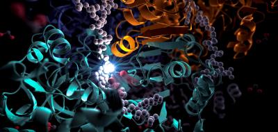 An illustration shows the pocket in an enzyme called ECR where the carbon fixing reaction takes place.